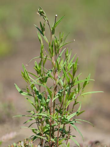 Épilobe leptophylle (Epilobium leptophyllum)_13