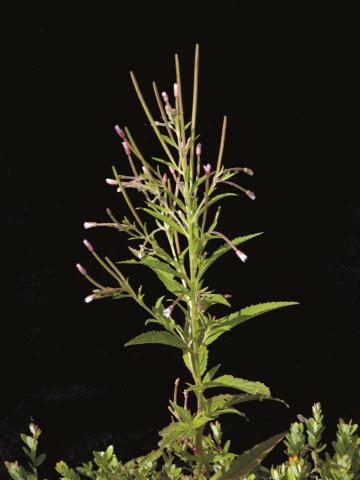 Épilobe glanduleux (Epilobium ciliatum subsp. glandulosum)_2