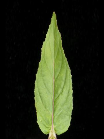 Épilobe glanduleux (Epilobium ciliatum subsp. glandulosum)_4