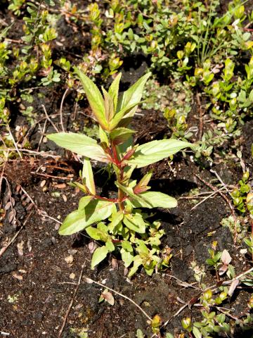 Épilobe glanduleux (Epilobium ciliatum subsp. glandulosum)_8