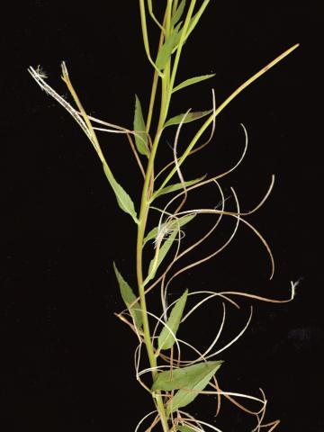 Épilobe glanduleux (Epilobium ciliatum subsp. glandulosum)_8