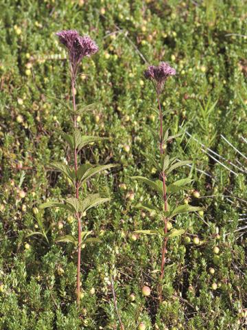 Eupatoire maculée (Eutrochium maculatum var. maculatum)_1