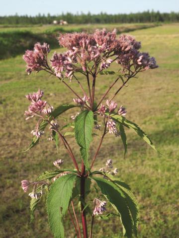 Eupatoire maculée (Eutrochium maculatum var. maculatum)_2