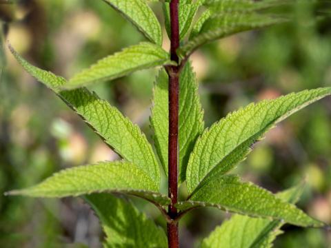 Eupatoire maculée (Eutrochium maculatum var. maculatum)_5