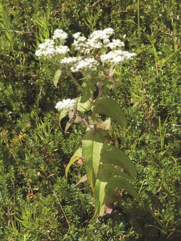 Eupatoire perfoliée (Eupatorium perfoliatum)_1