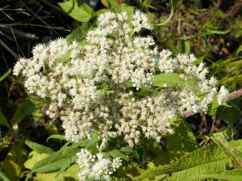 Eupatoire perfoliée (Eupatorium perfoliatum)_2