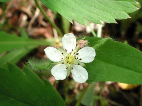 Fraisier glauque (Fragaria virginiana)_1