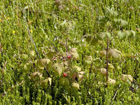 Framboisier rouge (Rubus idaeus)_1