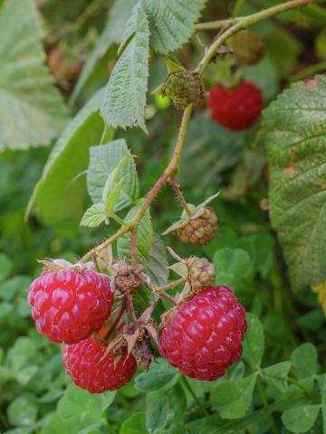 Framboisier rouge (Rubus idaeus)_9