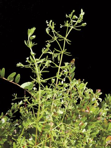 Gaillet palustre (Galium palustre)_1