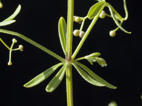 Gaillet palustre (Galium palustre)_4