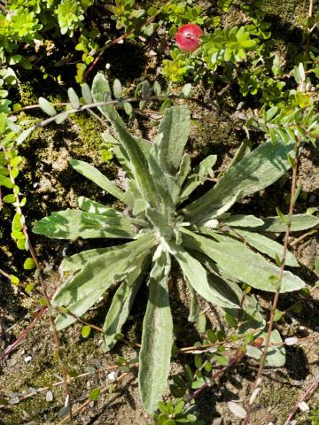 Immortelle blanche (Anaphalis margaritacea)_3