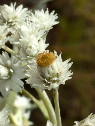 Immortelle blanche (Anaphalis margaritacea)_7