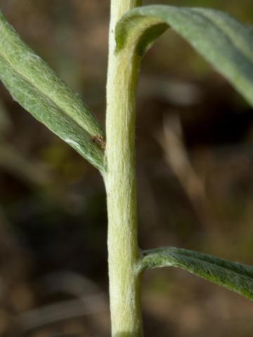 Immortelle blanche (Anaphalis margaritacea)_8