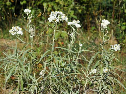 Immortelle blanche (Anaphalis margaritacea)_10