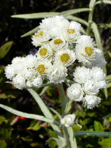 Immortelle blanche (Anaphalis margaritacea)_11