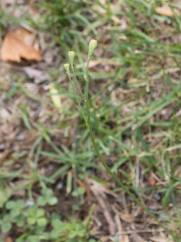 Liondent automne (Leontodon autumnalis)_9