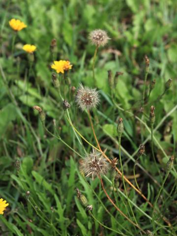 Liondent automne (Leontodon autumnalis)_17