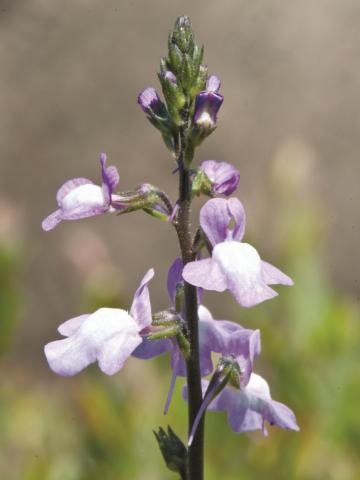 Linaire Canada (Nuttallanthus canadensis)_3