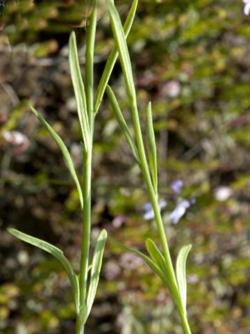 Linaire Canada (Nuttallanthus canadensis)_4