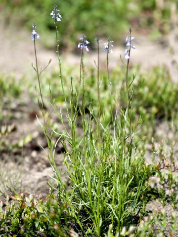 Linaire Canada (Nuttallanthus canadensis)_6