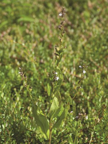 Lobélie gonflée (Lobelia inflata)_1