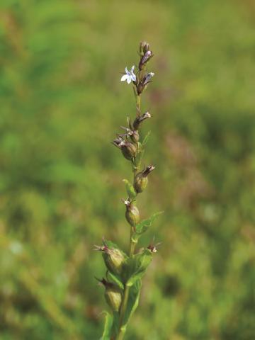 Lobélie gonflée (Lobelia inflata)_2