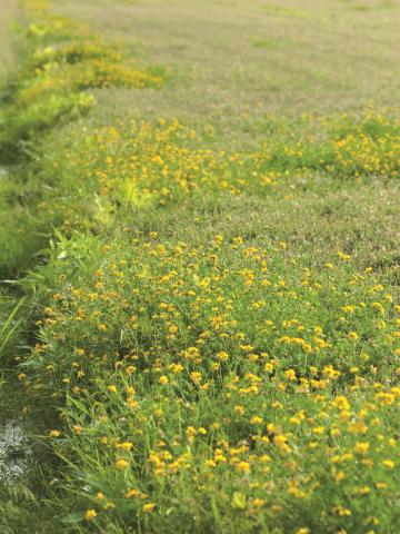 Lotier corniculé (Lotus corniculatus)_2