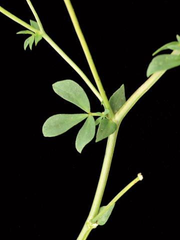 Lotier corniculé (Lotus corniculatus)_4