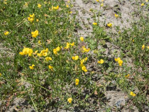 Lotier corniculé (Lotus corniculatus)_9