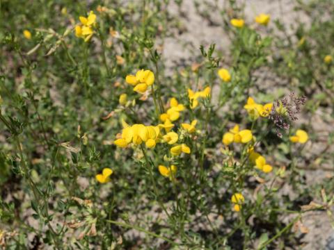 Lotier corniculé (Lotus corniculatus)_10