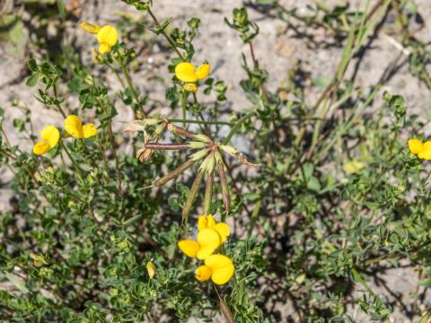 Lotier corniculé (Lotus corniculatus)_11