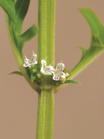 Lycope Amérique (Lycopus americanus)_5