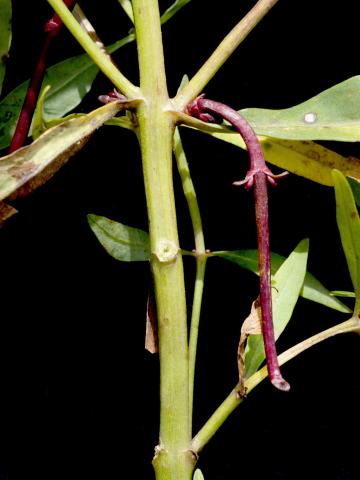 Lysimaque terrestre (Lysimachia terrestris)_8