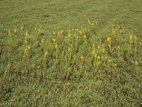 Lysimaque terrestre (Lysimachia terrestris)_10