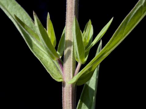 Salicaire commune (Lythrum salicaria)_6