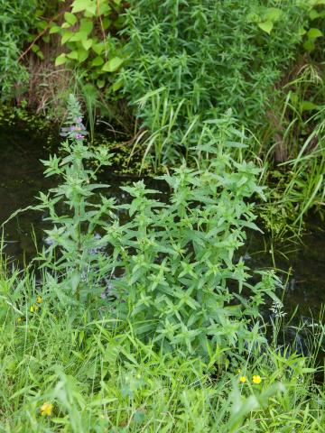 Salicaire commune (Lythrum salicaria)_8