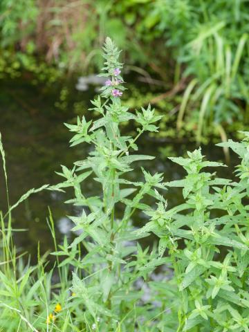 Salicaire commune (Lythrum salicaria)_9