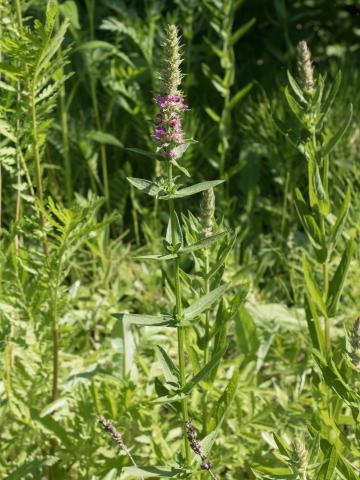 Salicaire commune (Lythrum salicaria)_10