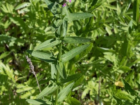 Salicaire commune (Lythrum salicaria)_11