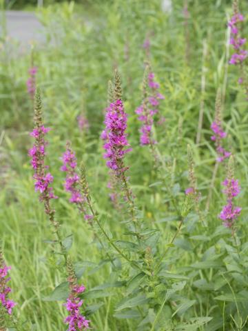 Salicaire commune (Lythrum salicaria)_13