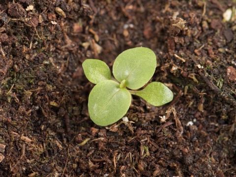 Salicaire commune (Lythrum salicaria)_16