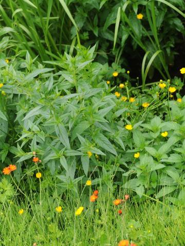 Salicaire commune (Lythrum salicaria)_17