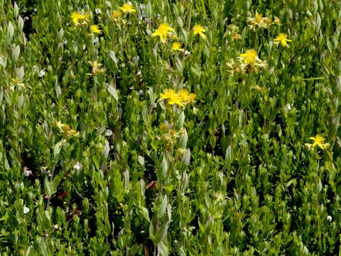 Millepertuis elliptique (Hypericum ellipticum)_1