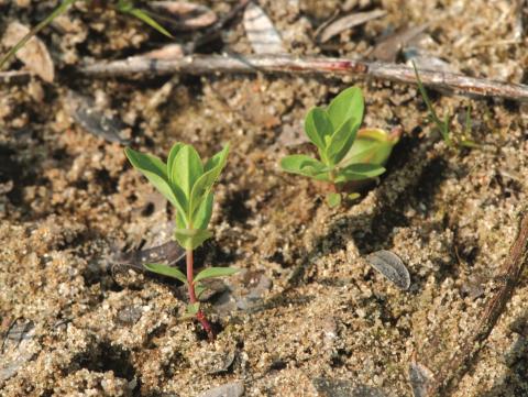 Millepertuis elliptique (Hypericum ellipticum)_9