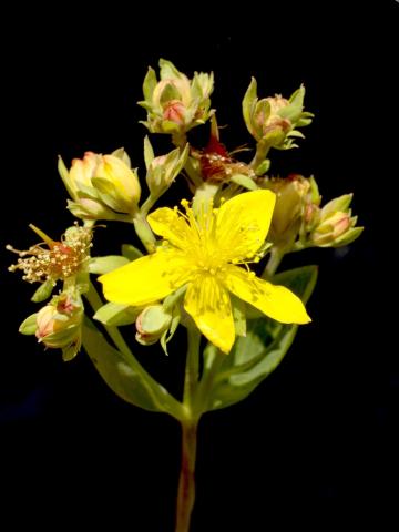 Millepertuis elliptique (Hypericum ellipticum)_11