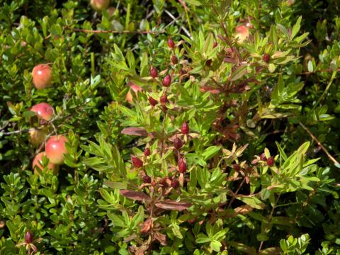 Millepertuis elliptique (Hypericum ellipticum)_14