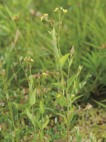 Millepertuis majeur (Hypericum majus)_1