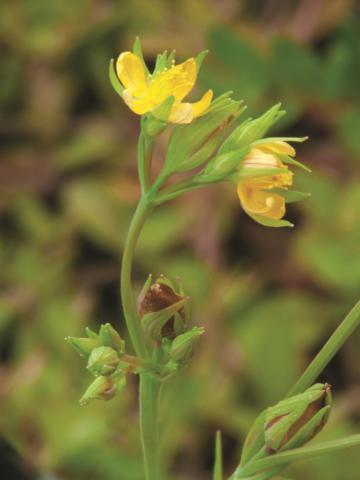 Millepertuis majeur (Hypericum majus)_3