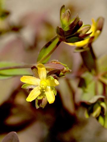 Millepertuis nain (Hypericum mutilum)_3